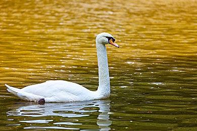 指向点击类休闲趣味解谜游戏《不爱社交的长颈鹿的一周》现已推出试玩Demo