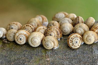 女鬼桥团队新作《伊藤润二狂热》公布 恐怖刺激！